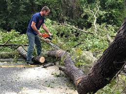 Trusted Stroud, OK  Tree Services Experts